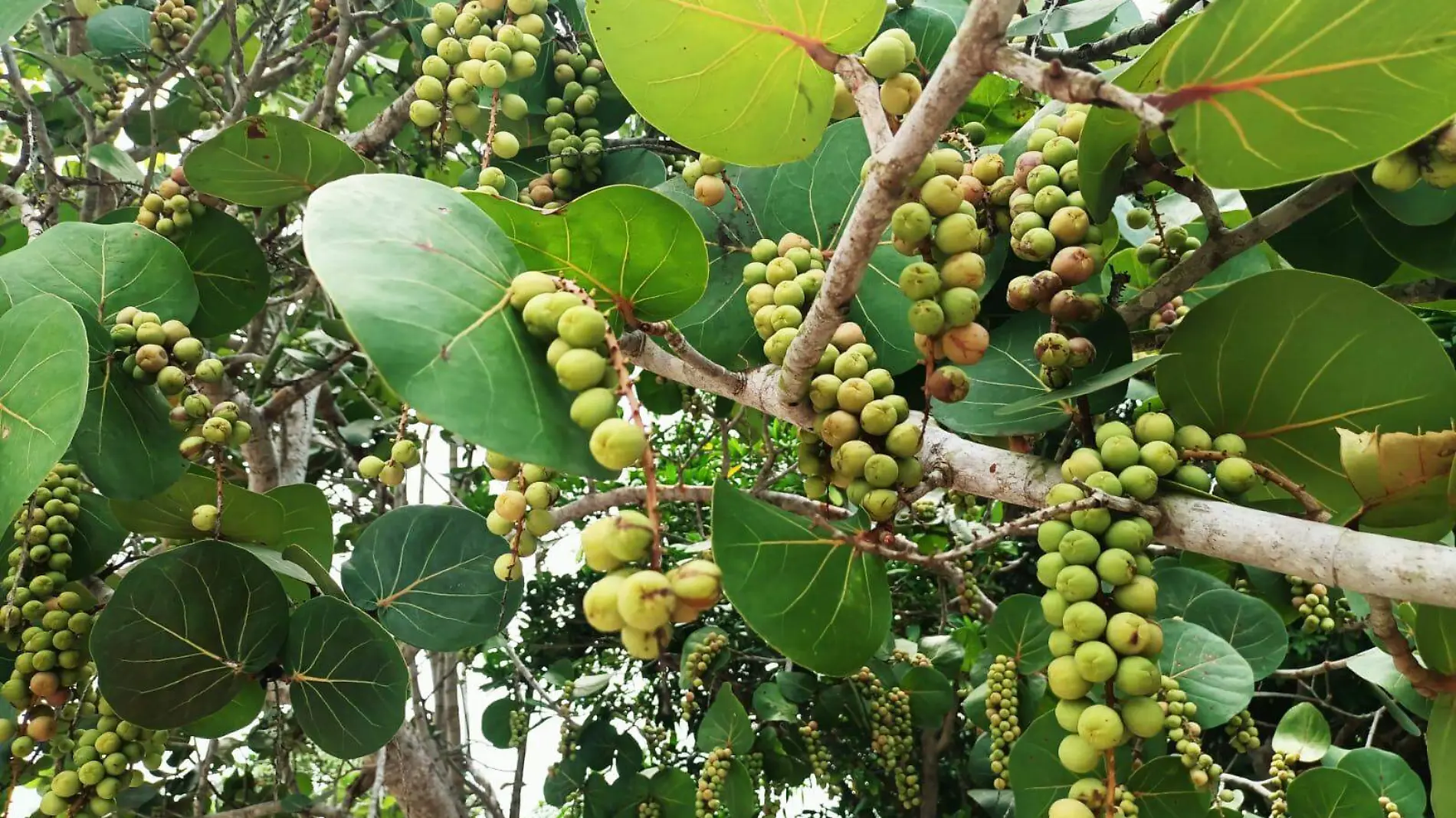 En La Rivera de Tampico Alto se observa la belleza del árbol de la "uva de playa" o "uva de mar" 